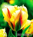 Tulipa - Tulipan Golden Artist- 5szt