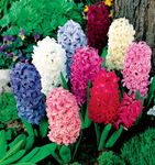 Hyacinthus - Hiacynt Mix - 5szt