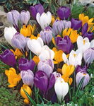 Crocus - Krokus Mix- 5szt