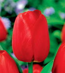 Tulipa - Tulipan Triumph Red -5szt