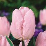 Tulipa - Tulipan Candy Prince-5szt