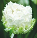 Tulipa - Tulipan Snow Crystal -5szt