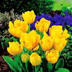 Tulipa - Tulipan Yellow Baby-5szt