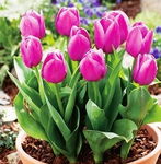 Tulipa - Tulipan Baby Blue-5szt