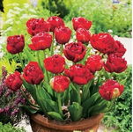 Tulipa - Tulipan Red Baby-5szt