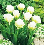 Tulipa - Tulipan Global Desire-5szt