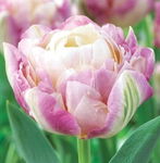 Tulipa - Tulipan Sweet Desire-5szt