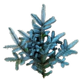 Gałązka świerkowa Srebrny świerk na wieniec wiązanka stroik gałązki na grób