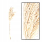 WESTWING Trawa pampasowa „Lisboa”, 65-75 cm