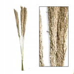 WESTWING Dzika TRAWA Trzcinowa naturalna Suszona 75cm 10szt