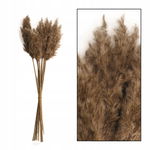 WESTWING NATURALNA PAMPA X 20 SZTUK 65 cm