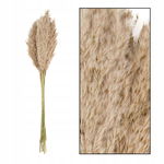 WESTWING Naturalna suszona trawa PAMPASOWA trzcinowa suszki BOHO 75 CM